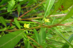 Ludwigia perennis